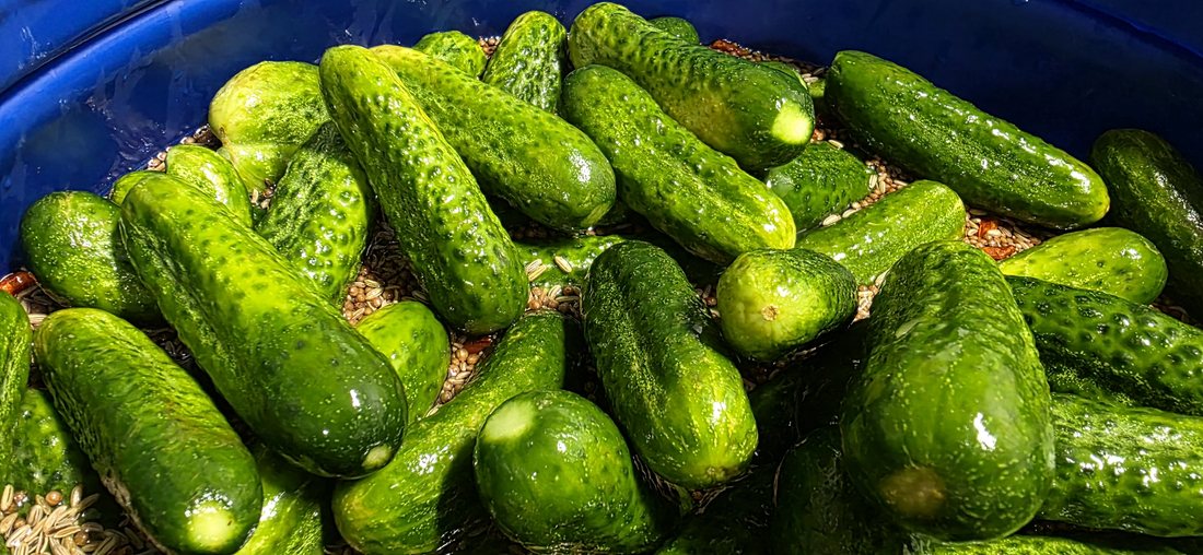 Frisch geerntete Gurken in einem Fass zur Verarbeitung